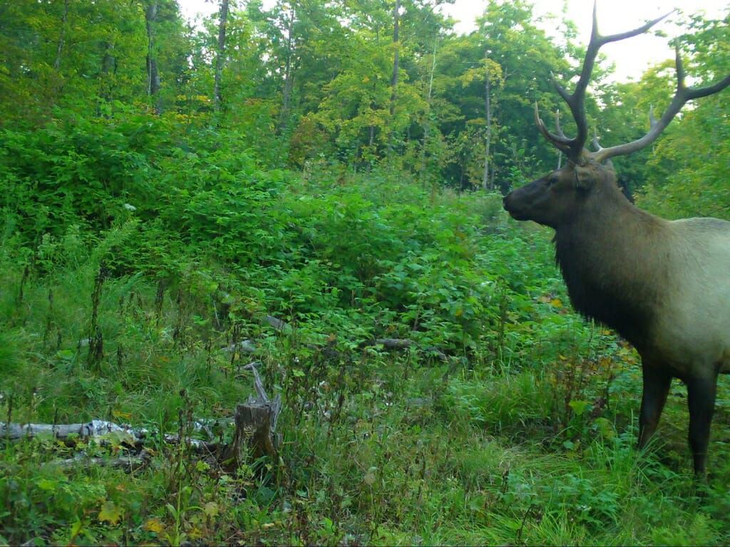 Trail camera project